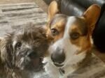 Brahm and Toto Pet